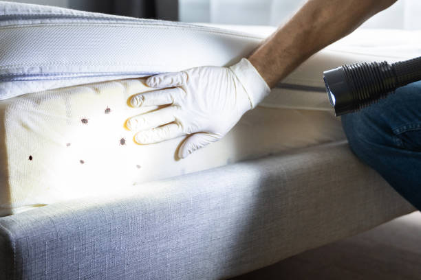 Best Pest Control Near Me  in West Canton, NC