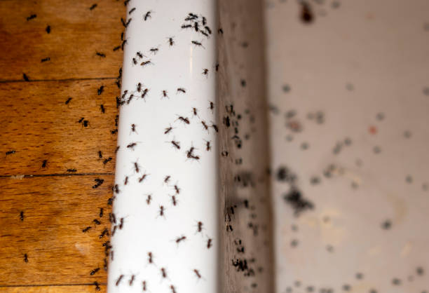 Best Cockroach Control Services  in West Canton, NC