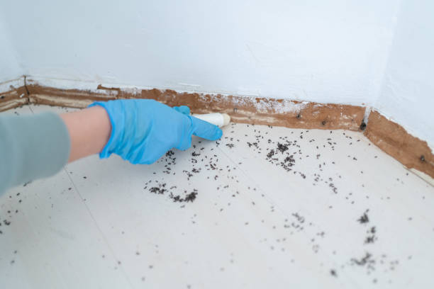 Wasp Removal Services in West Canton, NC